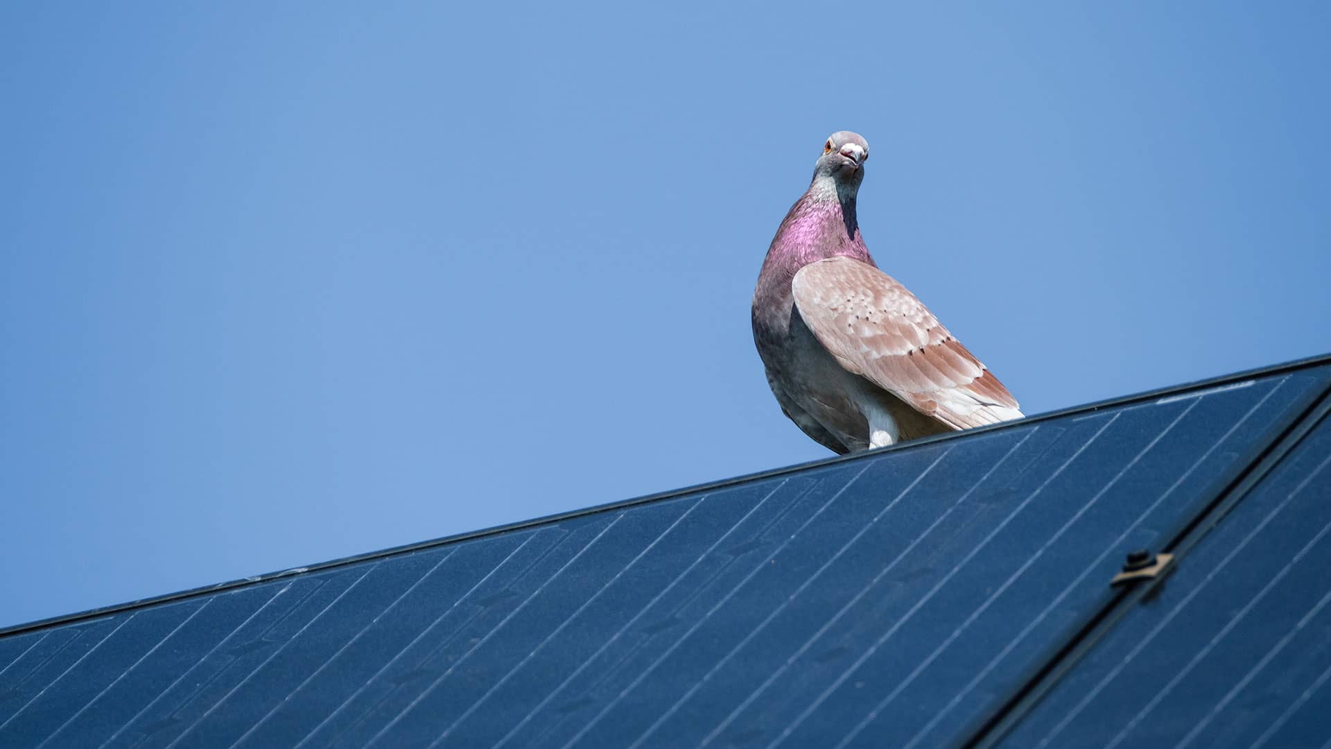 bird-proofing-solar-cleaning-sonoma