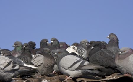 The Importance of Bird Proofing for Solar Panels Thumbnail